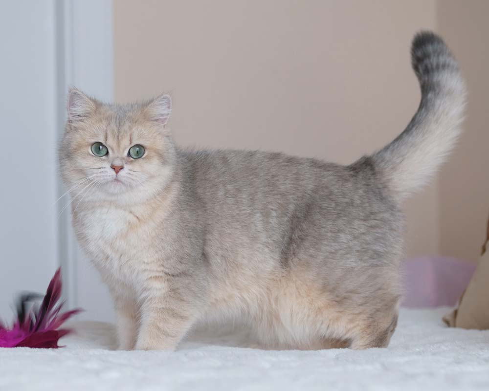 Blue silver shaded british hot sale shorthair