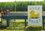 Picture of Hank's Rubber Duck Race