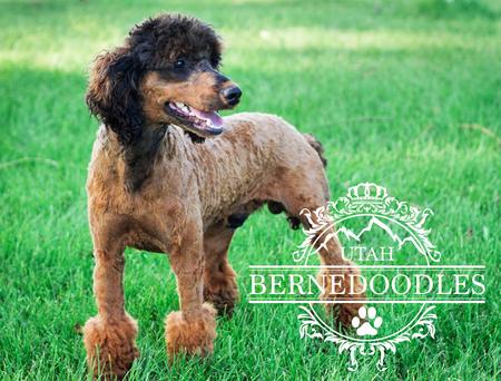 Tri Color Mini Poodle Sarge- Utah Bernedoodles