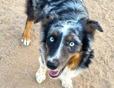 Australian shepherd puppy for sale