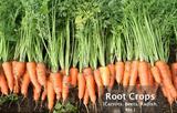 Root Crops