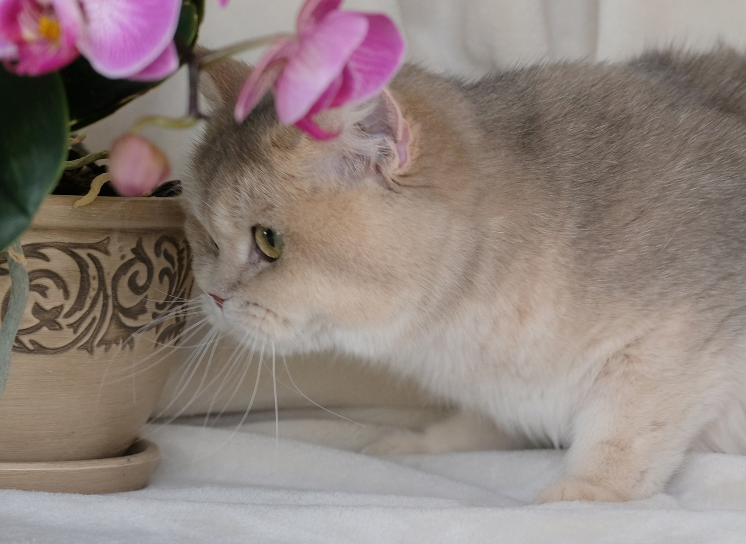 British Shorthair Longhair Cats Kittens