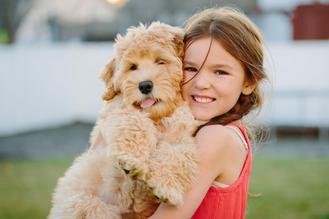 are australian labradoodles good family dogs