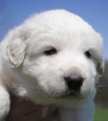 Great Pyrenees puppies ~ Wells' Providence AKC Registered Livestock Guardian Dogs and puppies