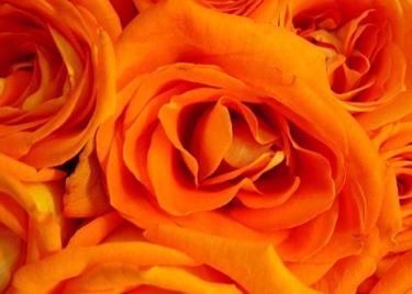 Orange Roses