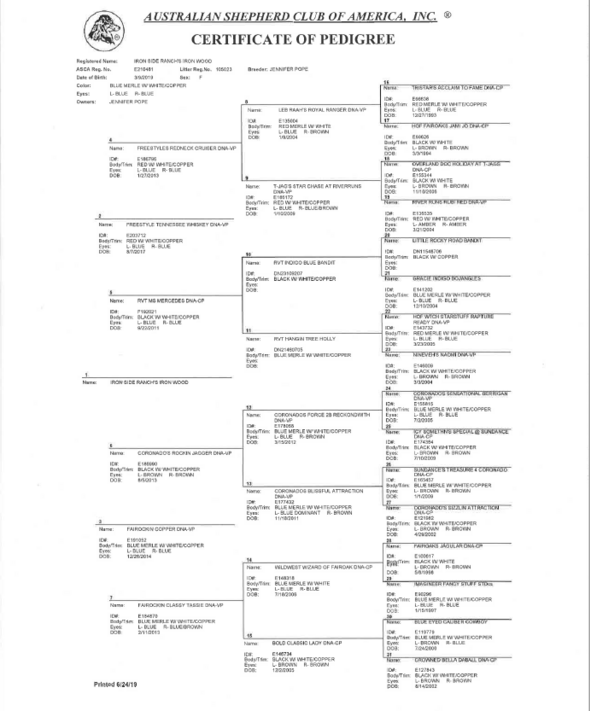 AKC breeders