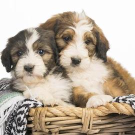 Sable Bernedoodle Puppy