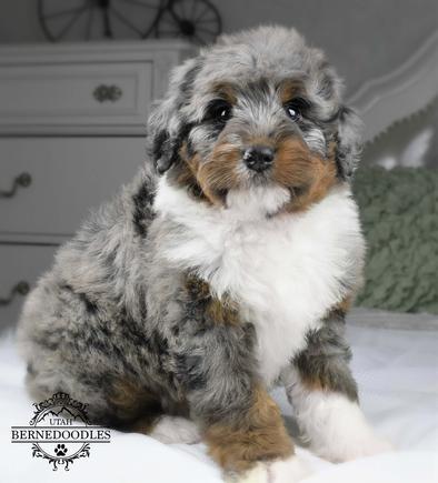 Merle store mini bernedoodle