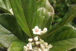 deer resistant lush green shade plant buy helotes