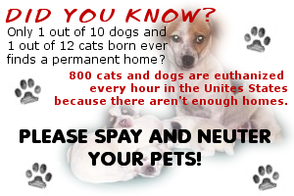 Low cost spay and neuter clinics