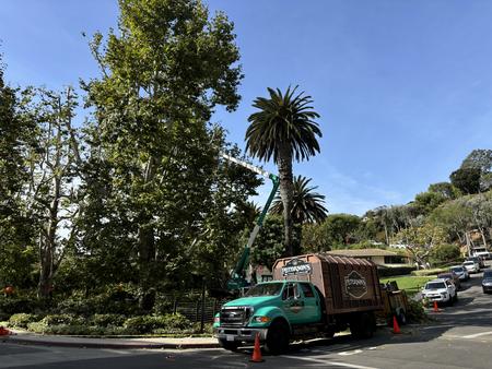 Peterson's Tree Works