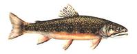 Brook Trout Black Bear Camp