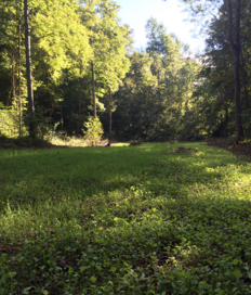 Food plots for deer