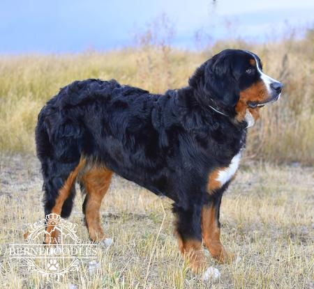 Utah Bernedoodles Monroe Bernese