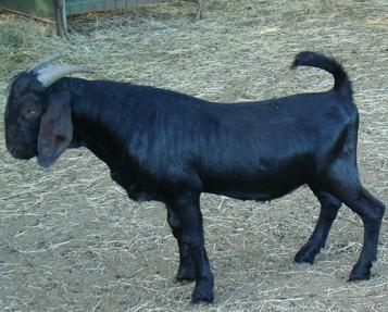 black boer goats for sale