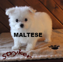 maltese poodle maltipoo