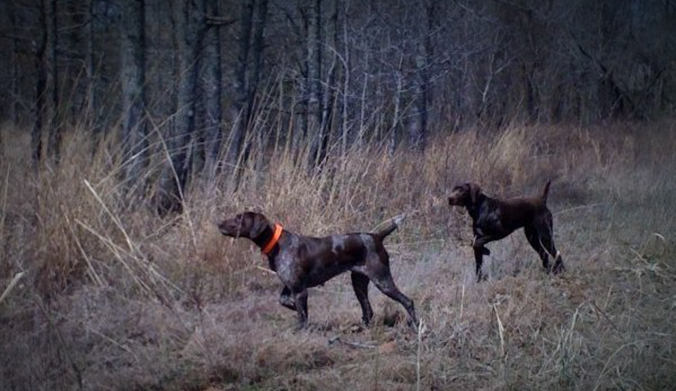 The Ultimate Pheasant Hunt, Lake Andes South Dakota