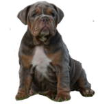 lilac tri olde english bulldogge puppy, english bulldog puppy