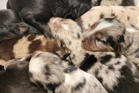 Puppies for sale Australian Shepherds