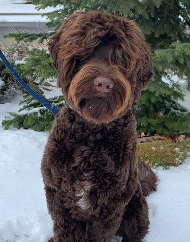 Brickhaven Labradoodles - Labradoodle Puppies For Sale, Australian ...