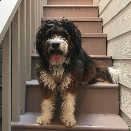 sable bernedoodle