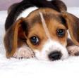 puppy on clean carpet