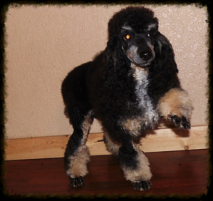 Milo Male Poodle