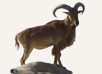 Hunting Barbary Sheep South Africa