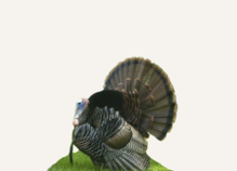 Hunting Turkey South Dakota