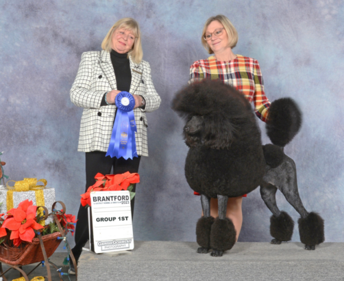 Shining star best sale standard poodles