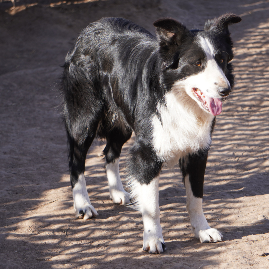 Nightshades border hot sale collies