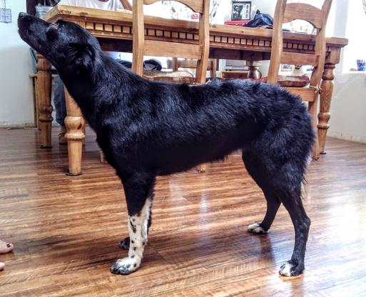 Black bi australian shepherd