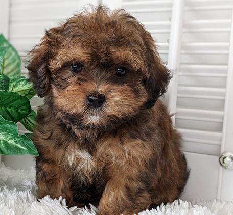 shichon poo puppies for sale near me