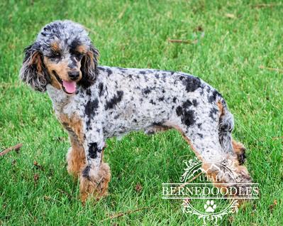 Merle poodle clearance stud