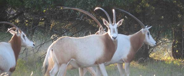 Scimitar Horned Oryx Hunts