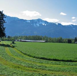 Fraser Valley Tall Fescue Grass Blend