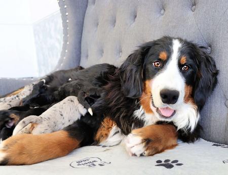 Tricolor Bernese Mountain Dog