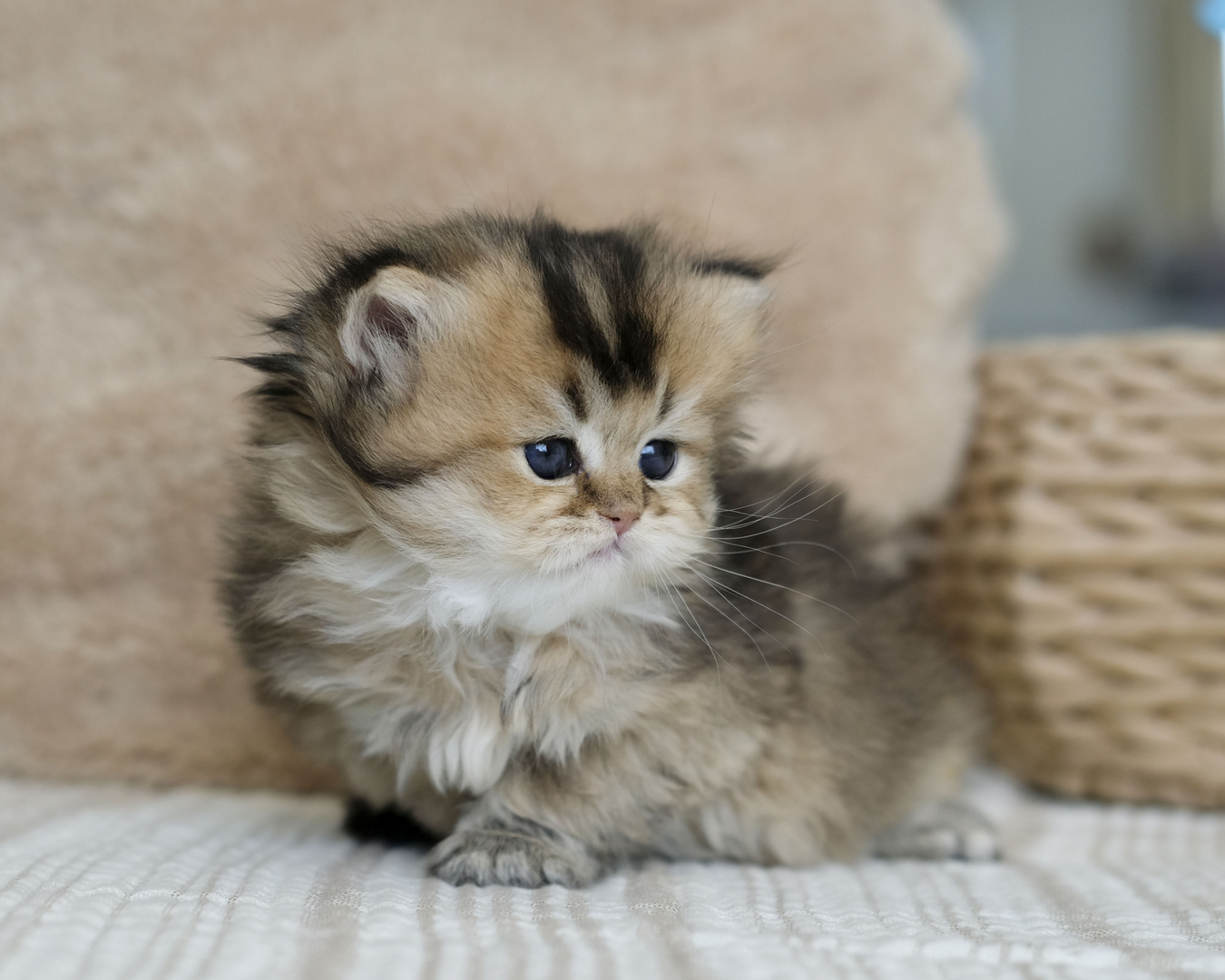 unoa 【Victorian cats Blue green】 Cynthia Hart's Victoriana Cats: Sewing with Kittens - 1000