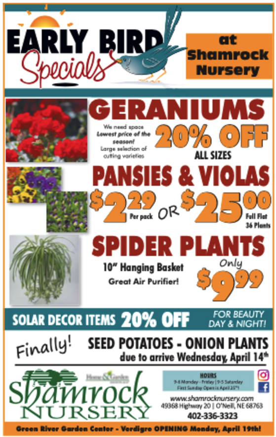 Shamrock Nursery Greenhouse, Poinsettias