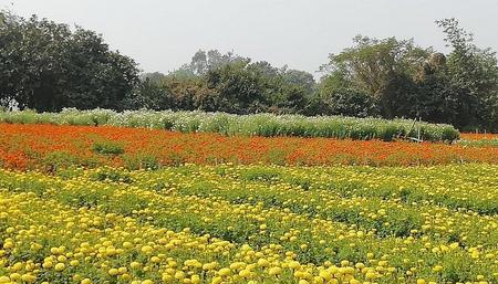 Flowers Khirai How to reach Distance from Kolkata Train Station