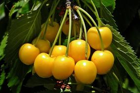 Hoa quả nhập khẩu tại Trần Duy Hưng