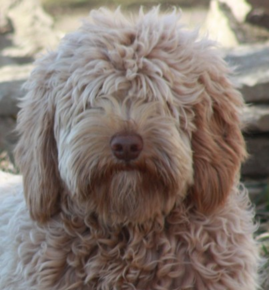 Goldendoodle Dallas