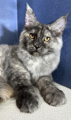 Maine Coon Kittens