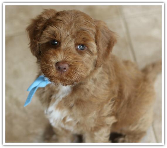 Cherry Lane Labradoodles Australian Labradoodle Puppies, Labradoodle