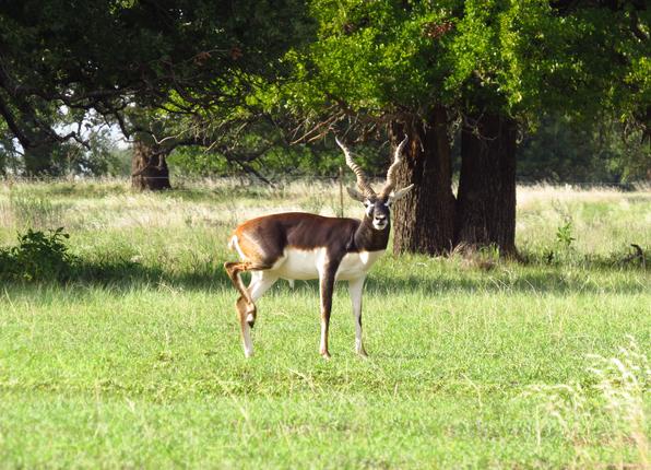 Blackbuck Antelope Hunting
