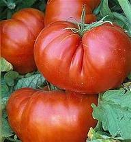 Siegels Tomatoes