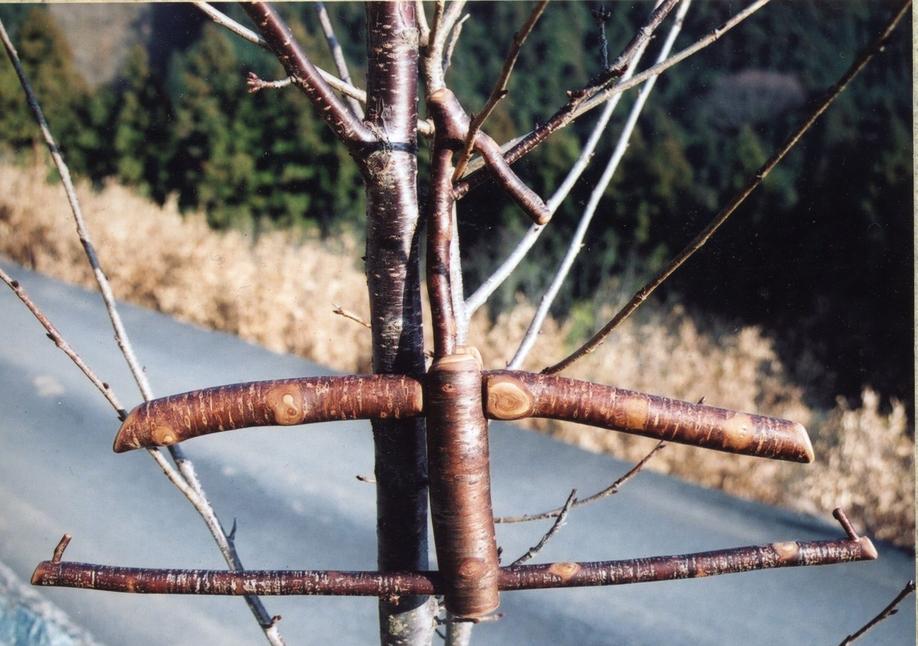 galaxistudio-functional-sculpture-yamazakura-mountain-cherry-wood-hanger-terydactl