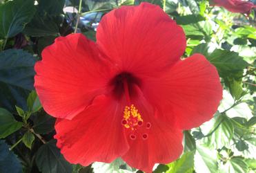 Red Hibiscus Flowers