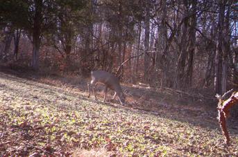 Trail Cam Photos