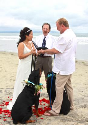 Dog Friendly Weddings Beach Weddings